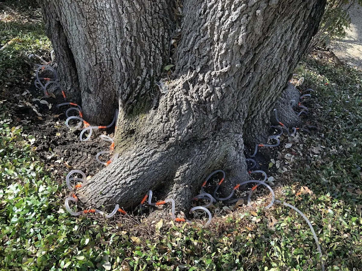 Detailed Tree Cabling and Bracing job site in Tunnelton