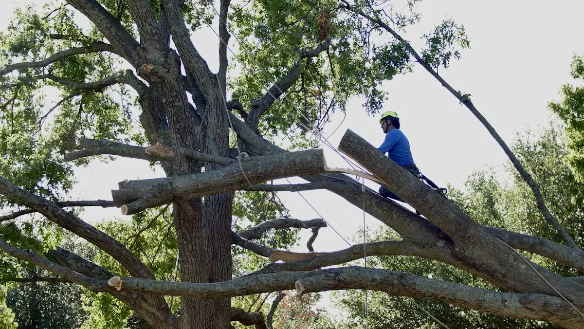 Professional Crown Thinning performed by certified arborists in Tunnelton